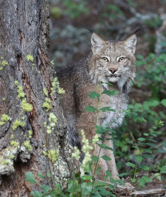Project Carnivora: Snow Leopard A Canadian lynx pokes his head out from behind a tree trunk