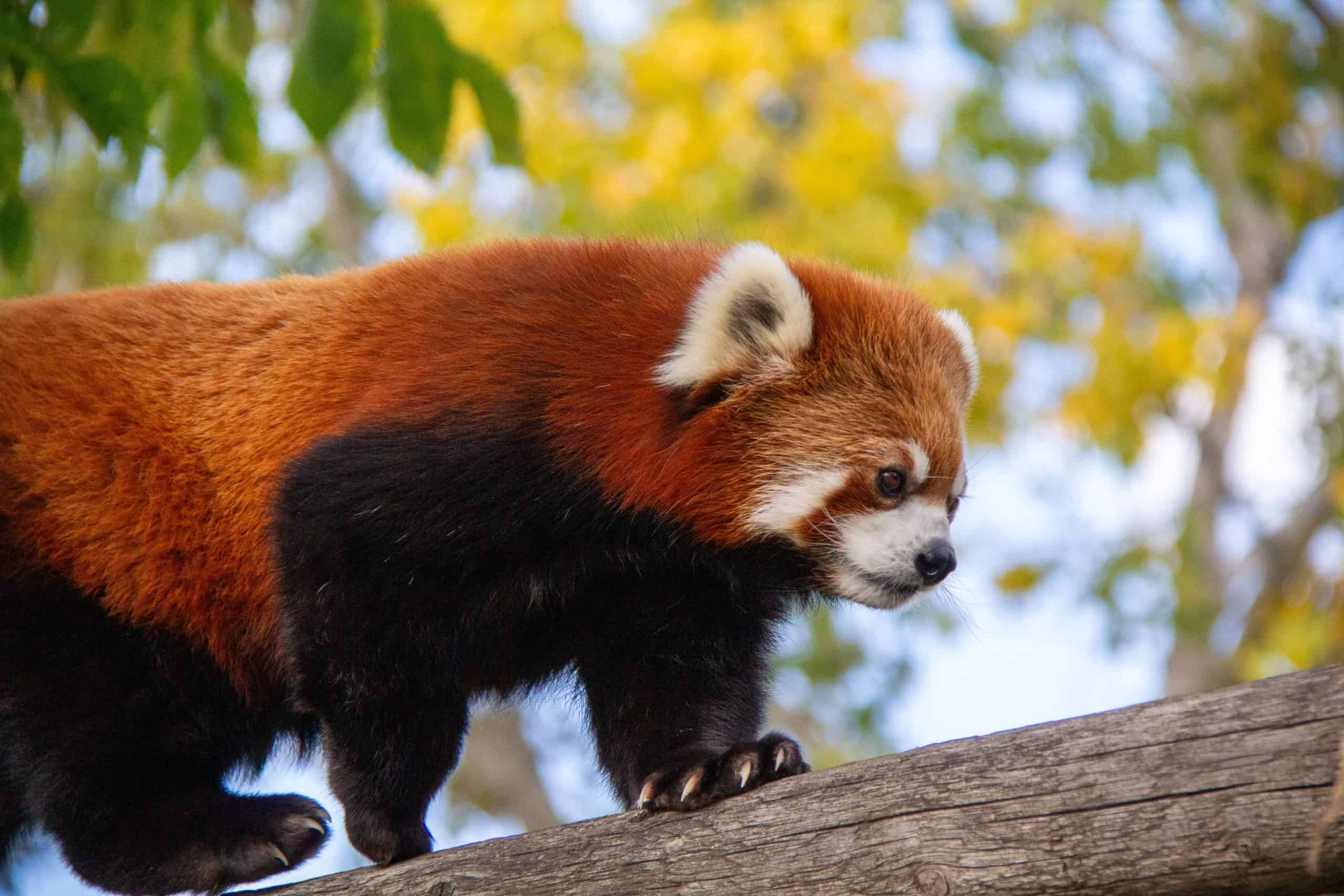 Red Panda ZooBuilder Encounter - Image 3
