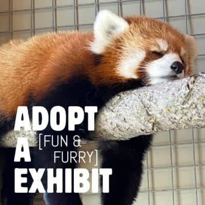 Poster for ADOPT A EXHIBIT [FUN & FURRY]