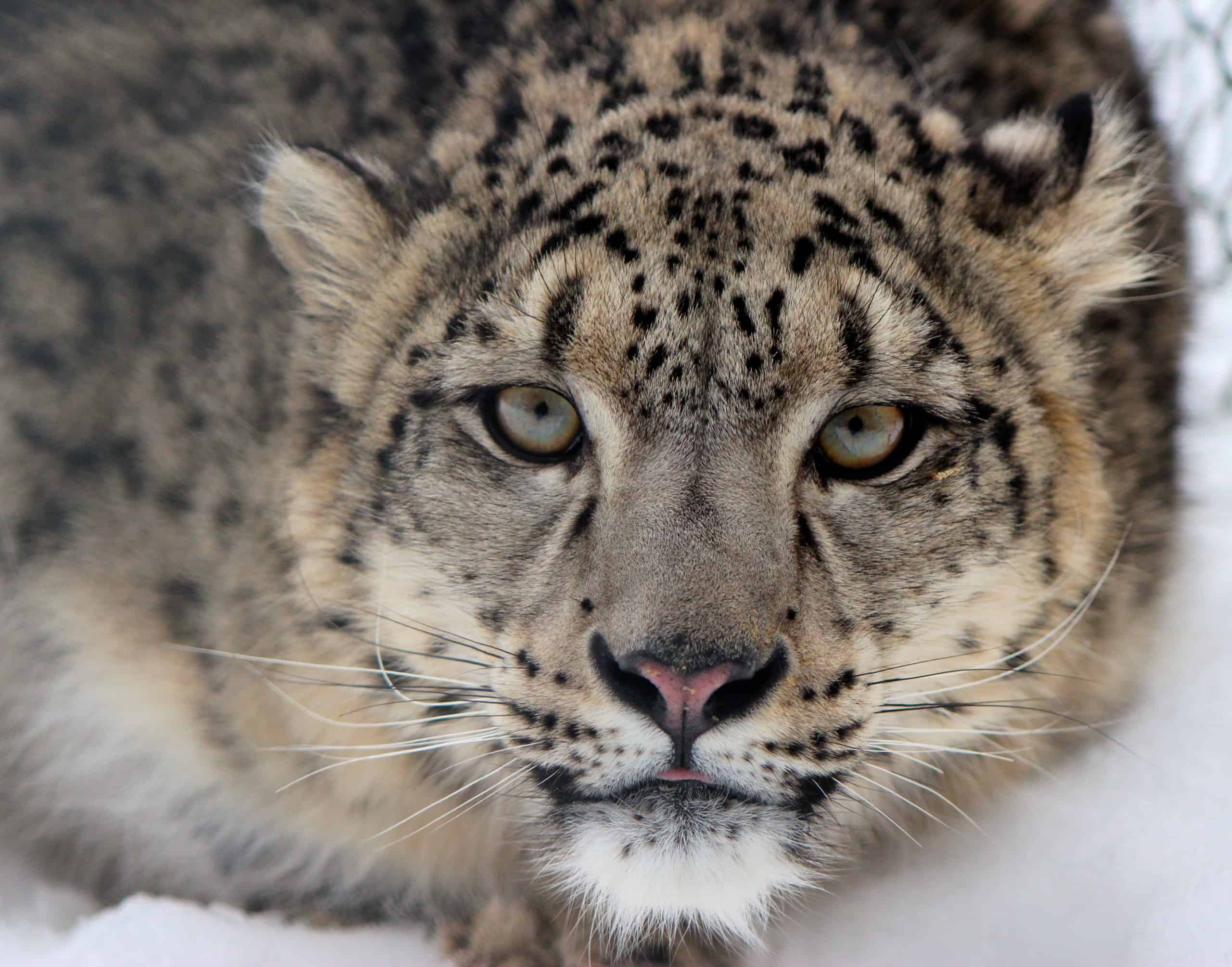 The Snow Leopard plays in the snow.
