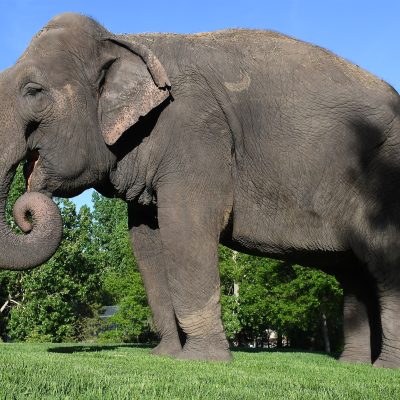 Lucy the Asian Elephant stands in the grass.
