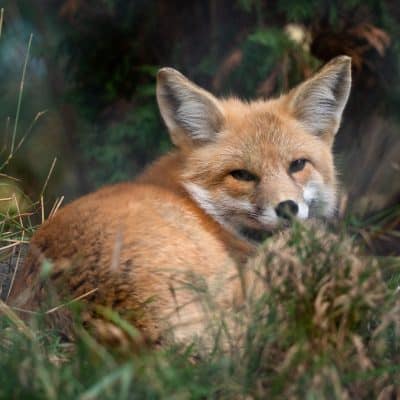 A Red Fox rests comfortably in the grass.