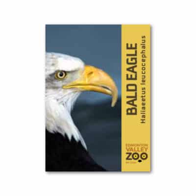 EVZ Bald Eagle Animal Magnet