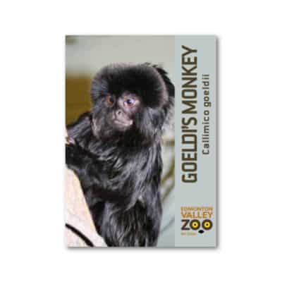 EVZ Goeldi's Monkey Animal Magnet