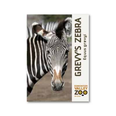 EVZ Grevy's Zebra Animal Magnet