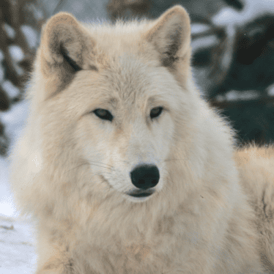 A White Wolf in the snow.