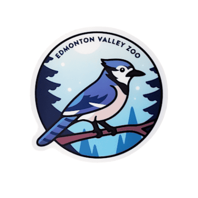 Image of a blue jay standing on a branch in a forest with Edmonton Valley Zoo above, made by stickers northwest