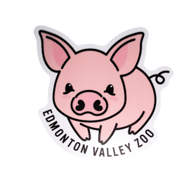 Image of a cute pig with Edmonton Valley Zoo underneath, made by stickers northwest
