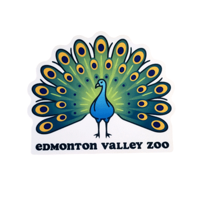 Image of a peacock with its feathers fanned out with Edmonton Valley Zoo underneath, made by stickers northwest