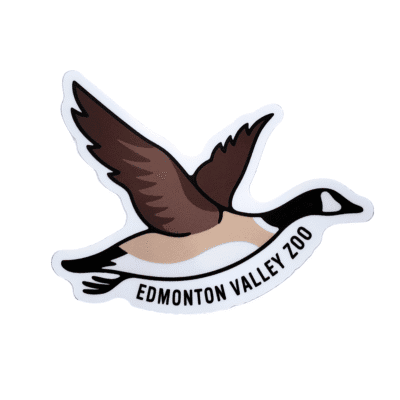 Image of a flying Canadian goose sticker with Edmonton valley Zoo above, made by stickers northwest